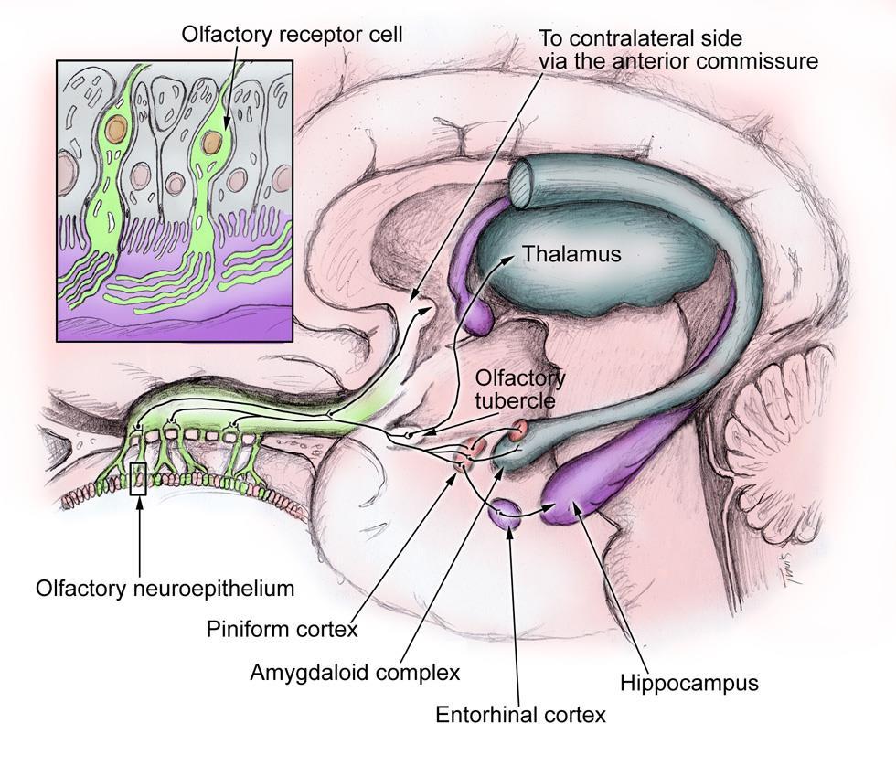 Amígdala é parte do sistema olfativo (bulbo olfativo)