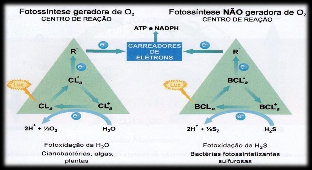 Figura 2: A reação primária da fotossíntese e uma reação de oxirredução entre moléculas especiais de clorofila a (CL a ) ou bacterioclorofila a (BCL a ) e moléculas receptoras de elétrons (R) que, na