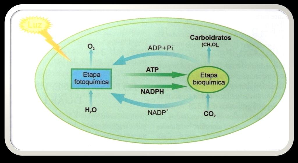 Figura 3: A fotossíntese é um processo complexo que ocorre em duas etapas interdependentes.