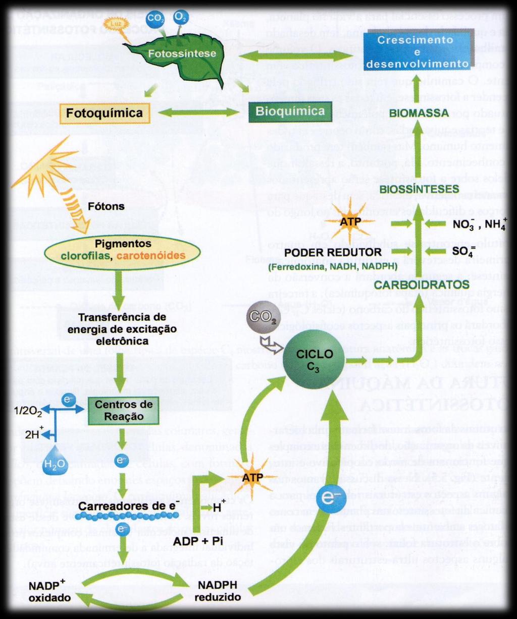 Figura 4: Principais etapas da fotossíntese e sua relação com a geração de biomassa vegetal.