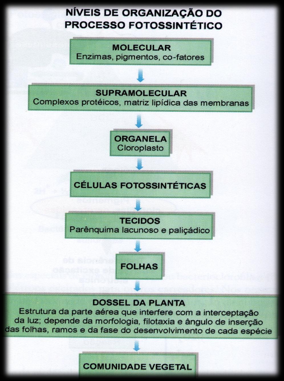 Fotossíntese Figura 5: Os componentes estruturais da fotossíntese organizam-se em diferentes níveis.