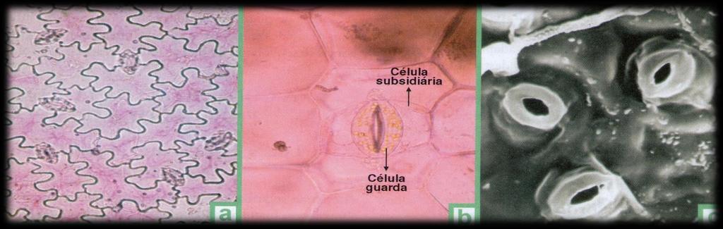 Figura 7: (a) Epiderme de Catharathus roseus mostrando vários estômatos (10X); (b) detalhe de um estômato evidenciando a presença de cloroplastos nas células guardas (20X); (c) epiderme abaxial de