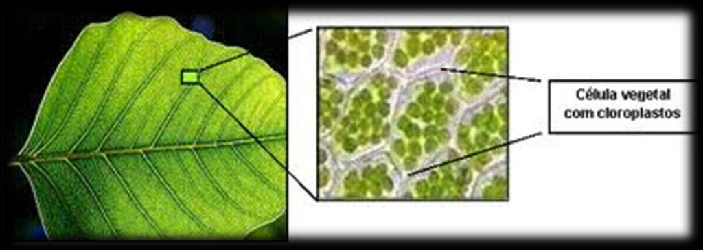 Fotossíntese Os cloroplastos Se autoduplicam; Contém genoma próprio;