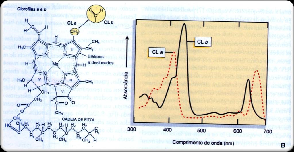 Figura 10: (A) Estrutura das clorofilas destacando as ligações conjugadas do anel de porfirina contendo uma molécula de Mg.