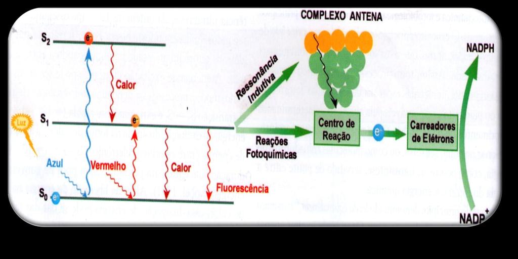 Modelo esquemático, simplificado, dos níveis de energia da clorofila exercida pela absorção da luz monocromática e o destino da energia de excitação eletrônica pode ser dissipada de 4 formas: calor,