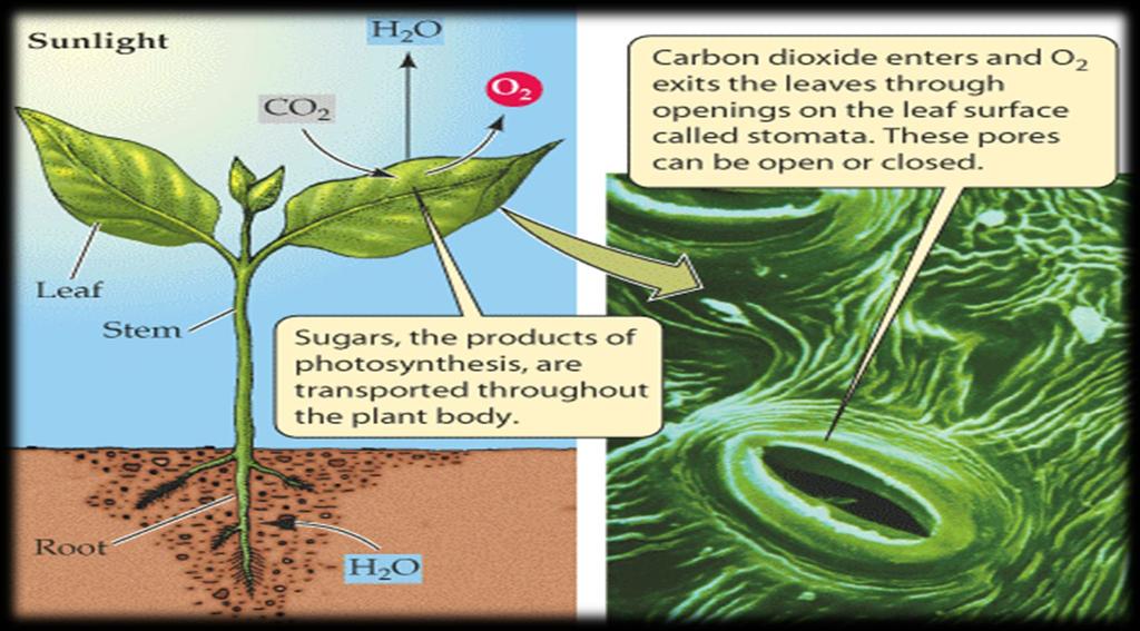 Na fotossíntese, plantas, algas e bactérias fotossintetizantes, através dos pigmentos fotossintéticos, captam a energia do sol e utilizam-na