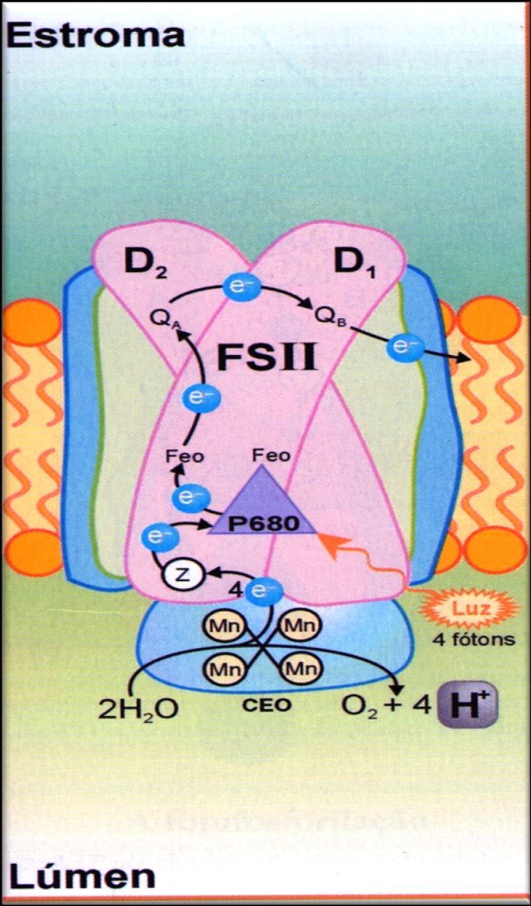 Diagrama esquemático do complexo FSII na membrana dos tilacóides. São mostradas as proteínas integrais das membranas essenciais ao funcionamento do FSII(D 1 e D 2 ).