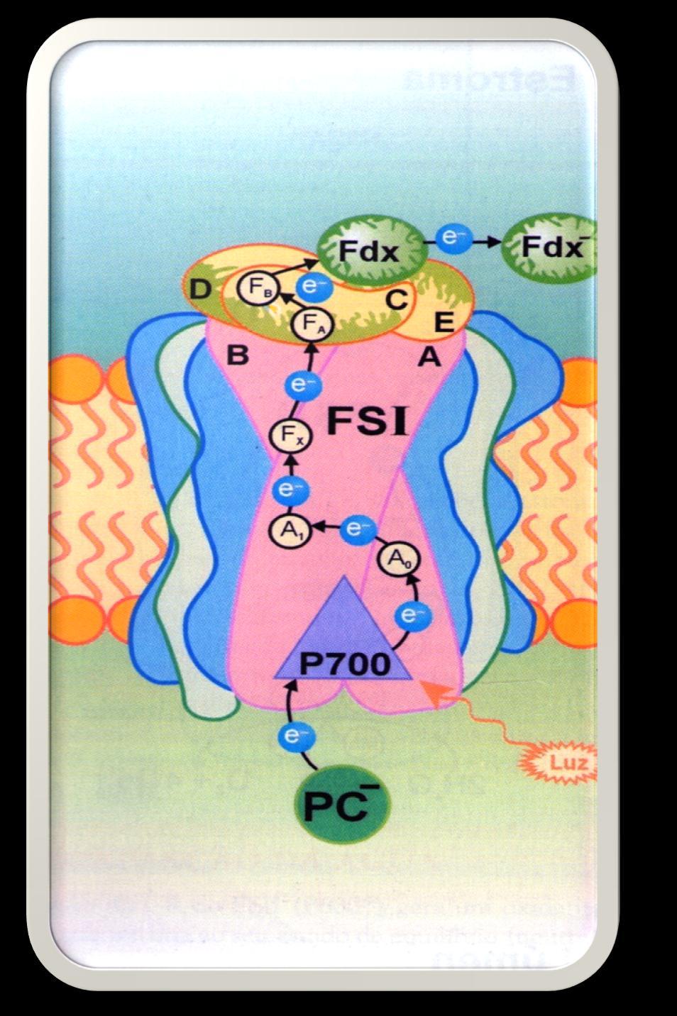 Modelo esquemático do complexo do FSI na membrana dos tilacóides.