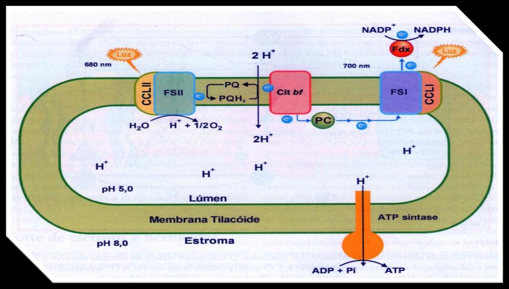 Modelo esquemático das membranas dos tilacóides mostrando o acoplamento entre o transporte fotossintético de elétrons e a fotofosforilação.