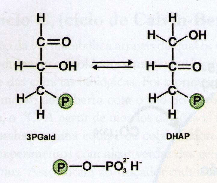 ETAPAS DO CICLO C 3 2ª - Redução 3PGA + ATP fosfato glicerato quinase Glicerato-1,3-bisfosfato + ADP + Pi Glicerato-1,3-bisfosfato +
