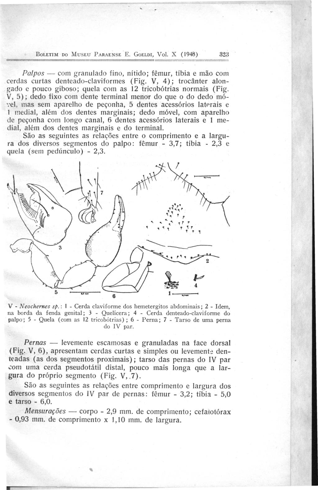 BoLETIM oo MusEu PARAENSE E. GoELDI, V ol. X (1948) 323 Palpos- com granulado fino, nítido; fêmur, tíbia e mão com cerdas curtas denteado-claviformes (Fig.