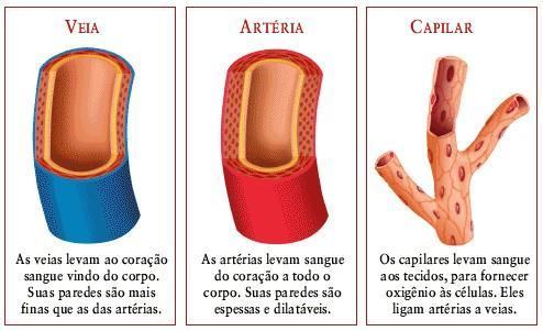 Artérias, Veias e Capilares