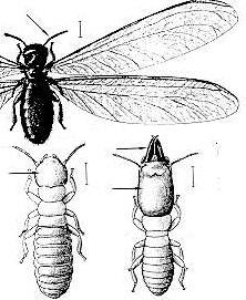 Pessoal, os cupins são insetos Ordem Isoptera. Essa classificação em ordens facilita o aprendizado e na verdade é muito simples de se entender.