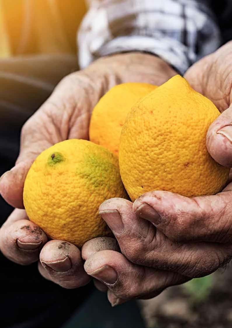 SEGURANÇA ALIMENTAR Do campo à mesa, todo setor alimentício é composto por uma grande e diversificada rede de fornecimento.