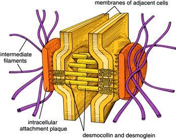 Borda lateral