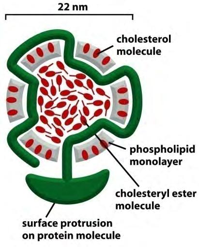 Todas as células eucarióticas realizam pinocitose Pinocitose não