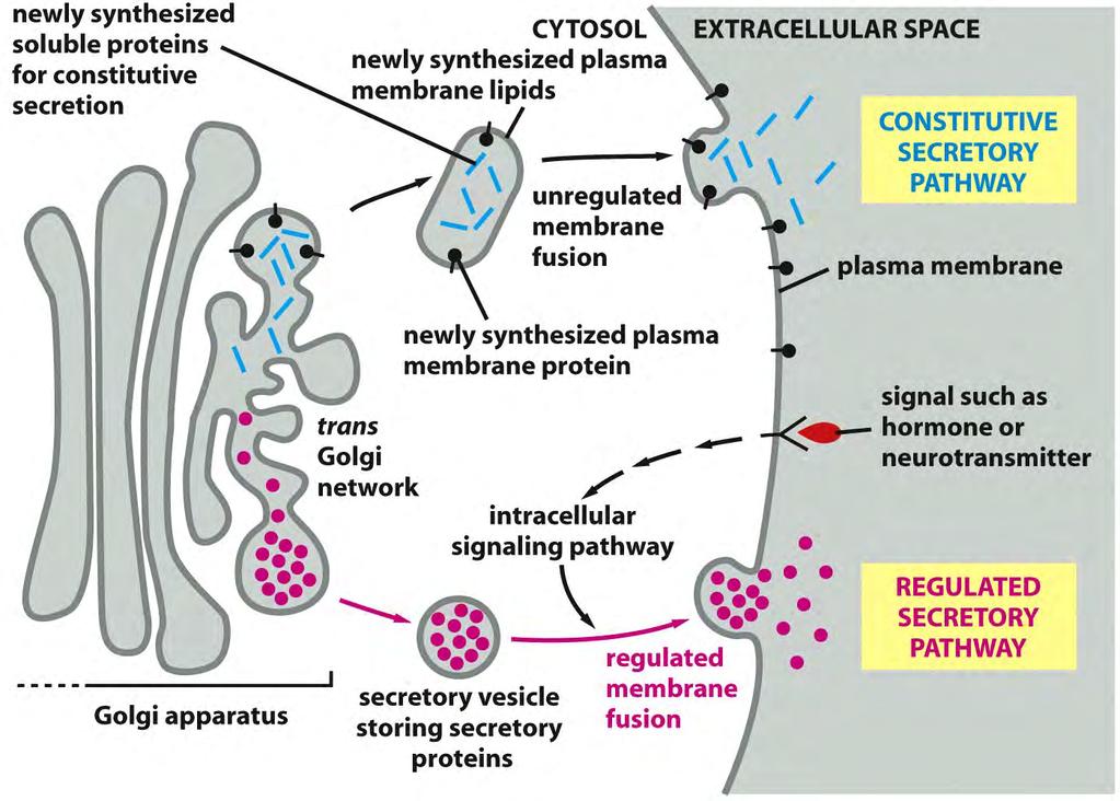 Transporte a partir da rede trans Golgi para o exterior da célula: EXOCITOSE Secreção