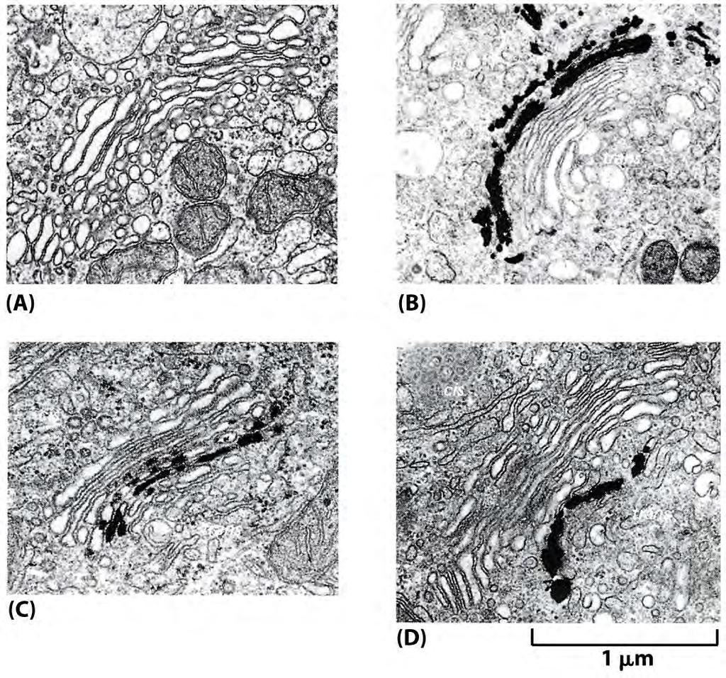Compartimentalização molecular do Aparelho de Golgi Não corado Citernas do Cis-Golgi Coradas com Osmio Cisternas do trans-golgi