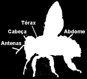 Tórax Protorax - Patas Mesotorax