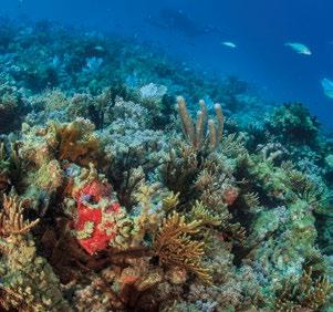 conjunto uma contribuição inestimável para os processos nacionais e internacionais de interesse para a gestão e a conservação da biodiversidade marinha brasileira. 2.