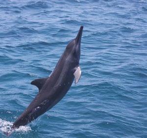 1 2 Resultados e Contribuicoes para a Sociedade e para a Conservacao Marinha - avaliacao 10 anos 3 Proteção de espécies e ecossistemas marinhos, dentro e fora de áreas marinhas protegidas Todos