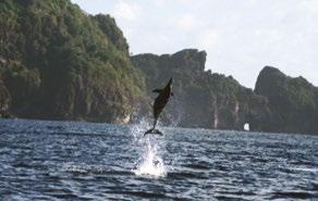 Medidas mitigadoras na pesca (toriline e largada noturna) para reduzir a captura incidental de albatrozes e petréis. Soltura de filhotes de tartaruga marinha, Praia do Forte/BA. Golfinho-rotador,.