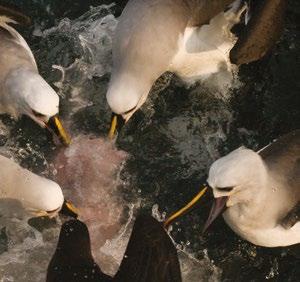 No plano internacional, belas matérias com a equipe da National Geographic e Animal Planet mostraram o trabalho de conservação desenvolvido nos mares