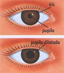 Percepção da Velocidade de outros objetos ocorre pela variação da distância e o tempo decorrido (visão estereoscópica). As variações de luminosidade é controlada pela abertura da pupila.