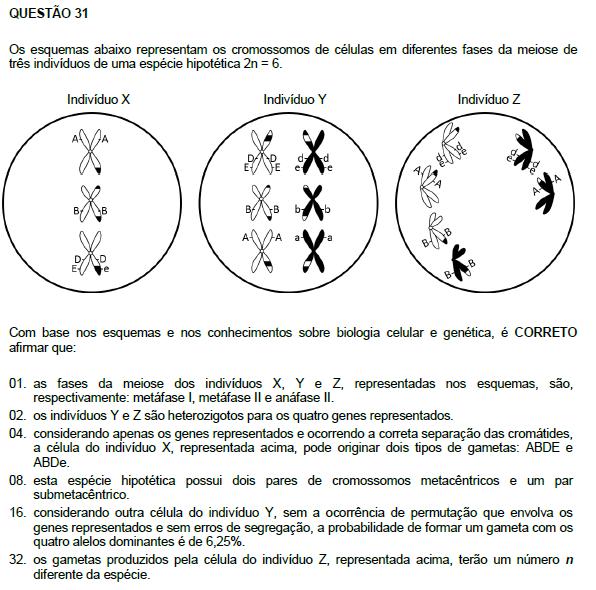 Resposta: 44 01. Incorreta. O indivíduo x está em metáfase II, o y em metáfase I e o z em anáfase I. 02. Incorreta. O indivíduo z é homozigoto.