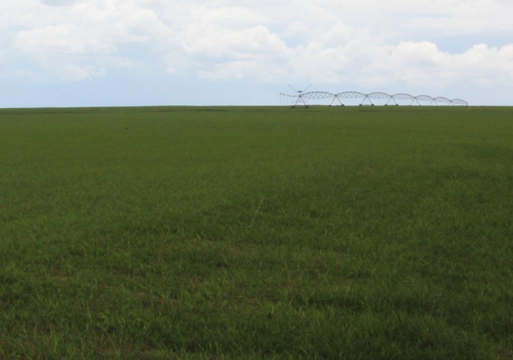 Tifton produzido com biofertilizante proveniente da bovinocultura de leite