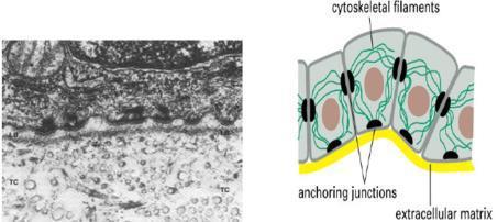 Estruturas das membranas celulares Hemidesmossomos São semelhantes aos