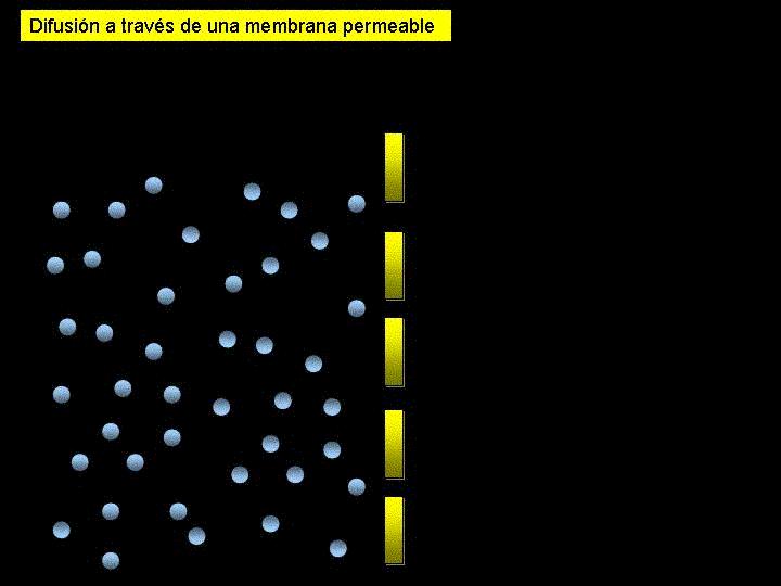 Permeabilidades das membranas Difusão Simples (+ -) celulares Para ocorrer difusão simples A