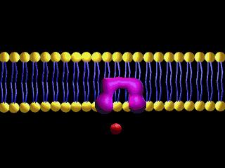 Permeabilidades das membranas Difusão Facilitada (+ -) celulares Tipos de proteínas integrais Canais iônicos: permite a passagem