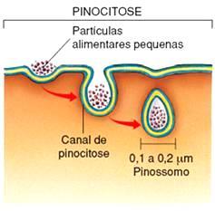 Permeabilidades das membranas Pinocitose: celulares É o englobamento de partículas sólidas diluídas em fluido, as