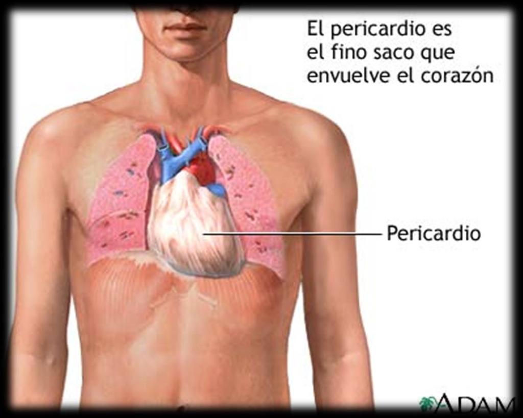 PERICÁRDIO Membrana reveste e