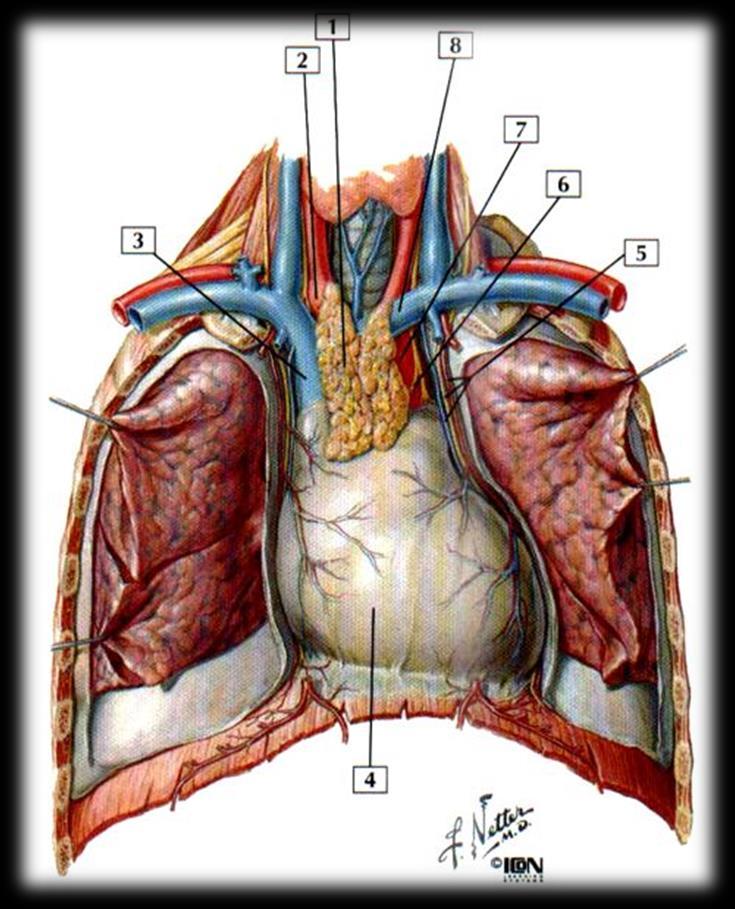 fibrosa PERICÁRDIO FIBROSO