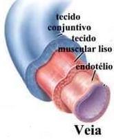 DA CIRCULAÇÃO: 5.