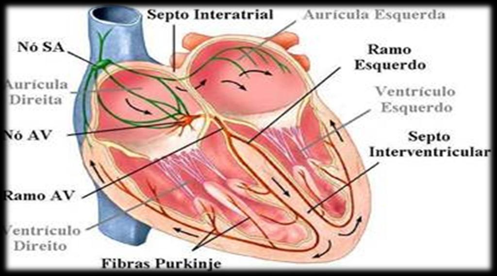 Morfologia interna Câmaras cardíacas separadas por septos Septo átrio ventricular superior e inferior
