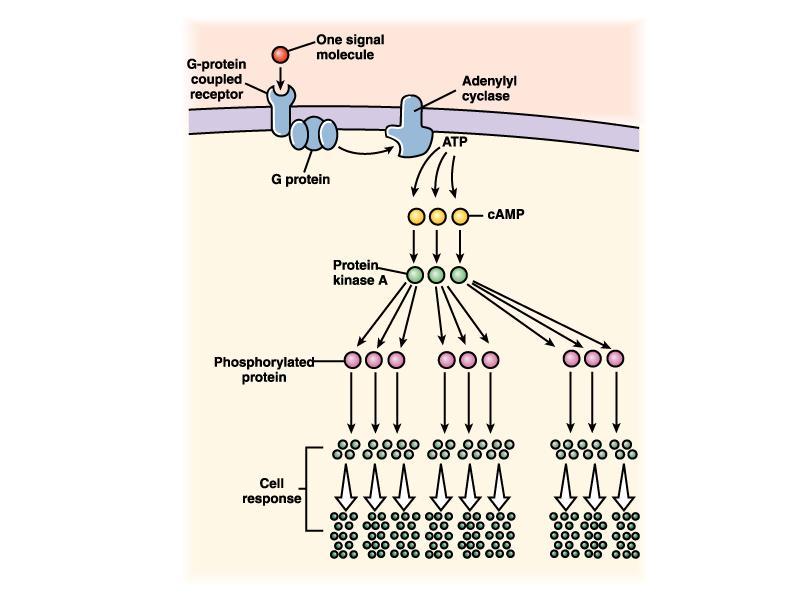 Receptor acoplado à proteína G droga Adelinato ciclase Proteína