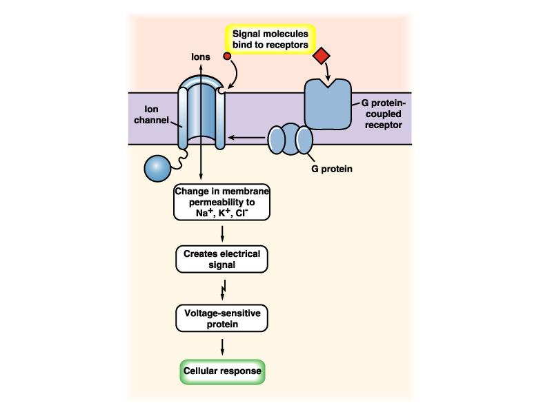 drogas Canal iônico Receptor acoplado à proteína G Mudança na permeabilidade da membrana à íons Na +, K