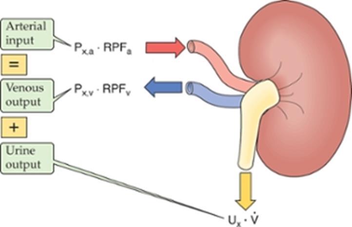 Medindo a taxa de filtração glomerular (TFG) Para se medir a TFG o soluto usado para isso tem: Que ser totalmente filtrado. Não pode ser secretado.