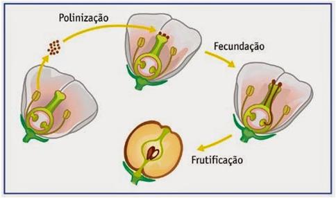 (provém das paredes do ovário): Cascas de laranja amarga Limão Tamarindo Características macroscópicas e microscópicas Aspecto