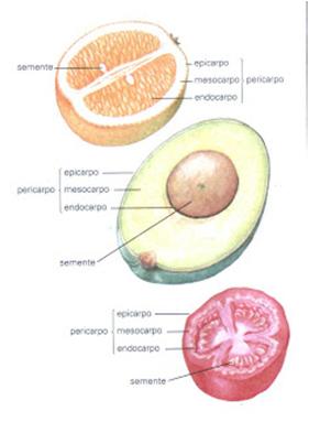 Semente (provém do óvulo): tegumento (testa e tégmen) amêndoa Características vem do latim, fructus - ovário fecundado,