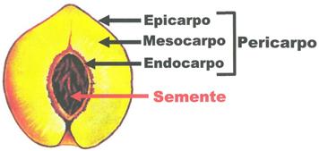 Mesocarpo: camada média (geralmente espessa); pode acumular reservas ou não nos frutos carnosos e secos, geralmente é a parte