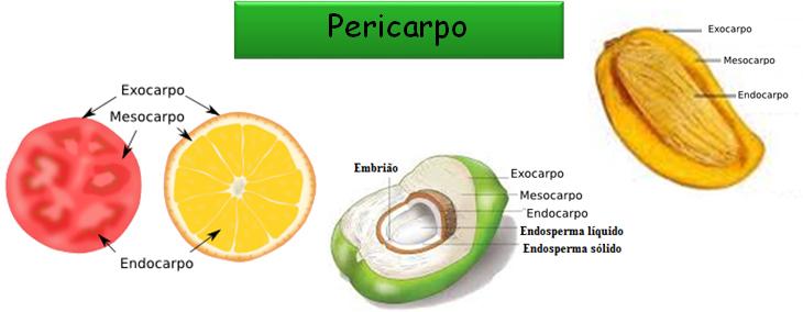 Pericarpo Classificação do - Quanto à