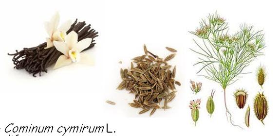 limonum Família: Rutaceae Uso: anti-séptico,