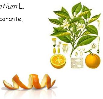 Illiciaceae (= Magnoliaceae) Uso: carminativo,