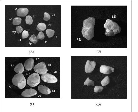 Figura 3 Grãos de areia das categorias de litofácies. (a) Grãos de areia grossa da camada I, litofácies eólica areia fina.