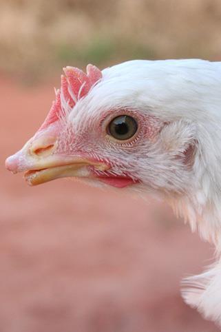 Aves debicadas produzem menos ovos VERDADES A debicagem é realizada por pessoas treinadas que realizam a operação com cuidado evitando o sofrimento da ave.