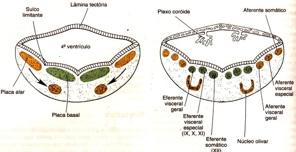 Embriologia do Bulbo Neurodesenvolvimento do bulbo A placa do teto do mielencéfalo constituída uma única camada de células ependimárias - recobertas externamente pela pia-máter (mesênquima